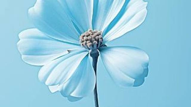 巴西人万万没想到，我国居然也可以种热带雨林的巴拉那松 #巴拉那松子 #巴拉那松 #高端坚果 #谁家没