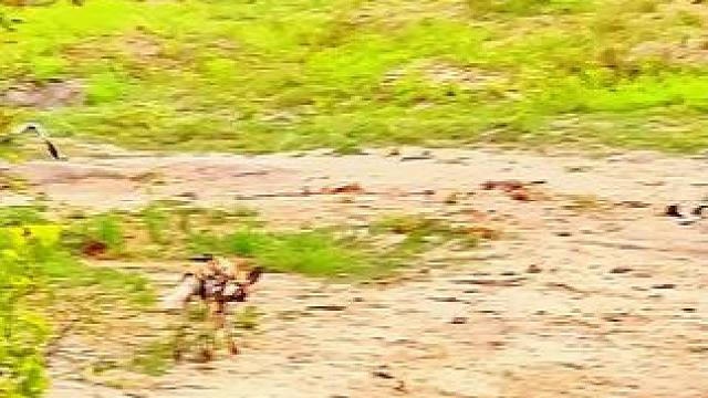 野狗群要干鳄鱼#野狗#动物世界