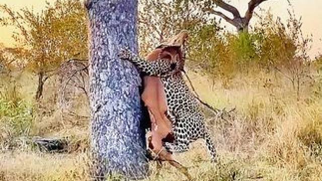 豹子直接从树上摔下来了#动物世界