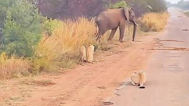 狮群对战大象#狮子#大象#动物世界