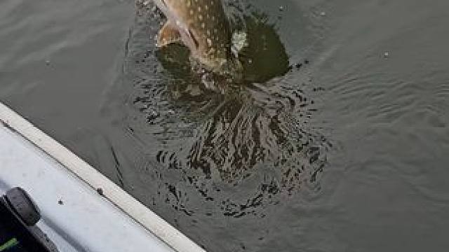 #这鱼哪个钓友看了不羡慕 #钓鱼佬除了鱼什么都能钓到