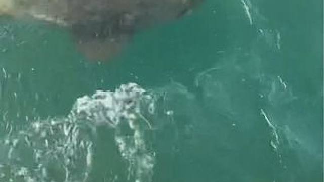 #这鱼哪个钓友看了不羡慕 #每个钓鱼人都有个百斤巨物梦 #钓鱼佬除了鱼什