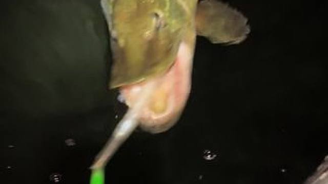 #这鱼哪个钓友看了不羡慕 #钓鱼佬除了鱼什么都能钓到 #钓鱼的乐趣只有钓