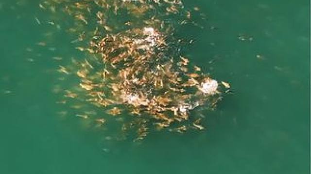 #这鱼哪个钓友看了不羡慕 #钓鱼佬除了鱼什么都能钓到 #钓鱼的乐趣只有钓