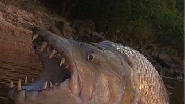 钓鱼佬除了鱼什么都能钓到~