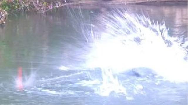 #这鱼哪个钓友看了不羡慕 #钓鱼佬除了鱼什么都能钓到 #钓鱼的乐趣只有钓