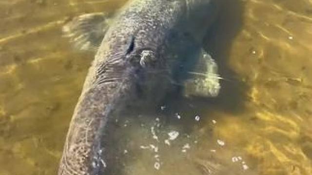 巨物来啦#这鱼哪个钓友看了不羡慕 #每个钓鱼人都有个百斤巨物梦 #钓鱼佬