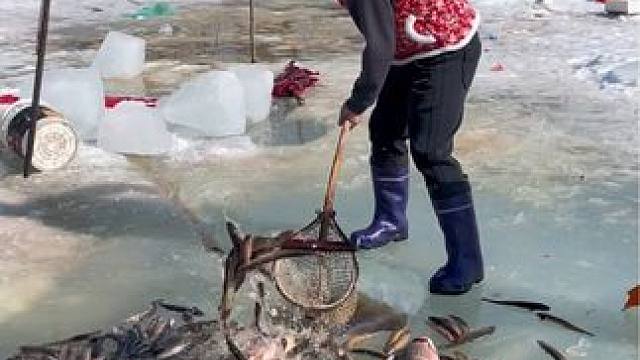 #户外捕鱼 #好多鱼