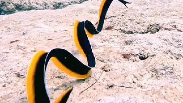 广阔无垠五彩斑斓的海底世界奇妙的动物多！#奇妙的海洋生物 #海底真实视频 #一起看看海底世界