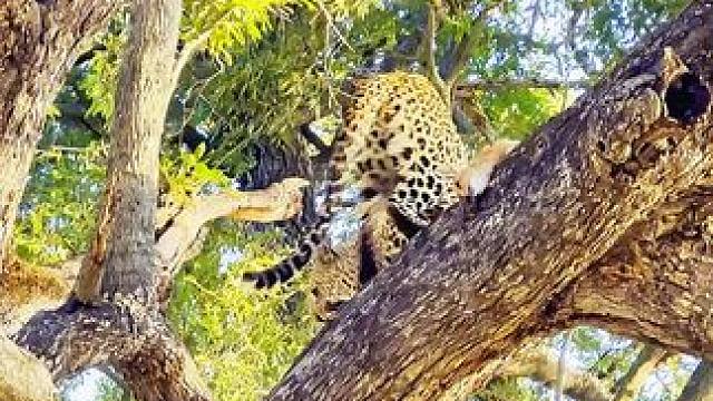 食物被同伴抢走了#动物世界#花豹