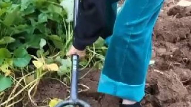 抖抖乡下挖红薯的场景，让城里人也羡慕羡慕。