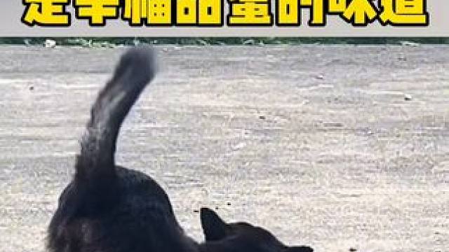 被狗爸与小狗的互动可爱到了！是甜蜜幸福的味道~#狗