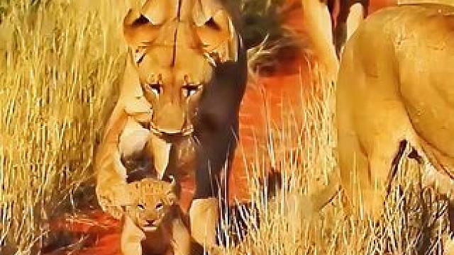 狮子带娃散步 #狮子#动物世界