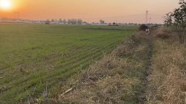 还记得你回家，到村口迎接你的大黄吗……#农村小土狗 #狗狗  #它真的好像个小宝宝  #农村生活