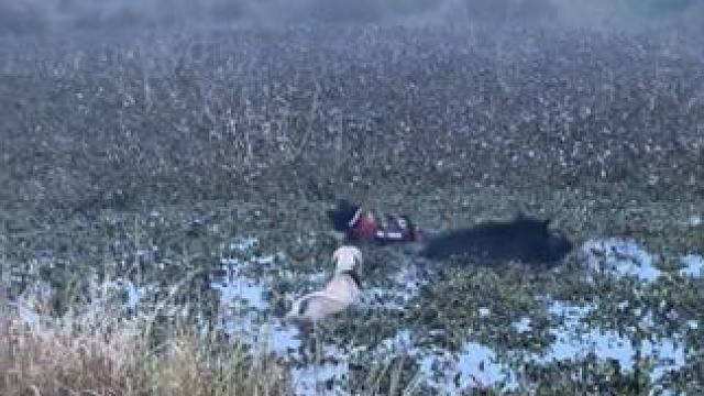 猎犬大战野猪 #国外视频分享 #野生动物零距离 #野猪