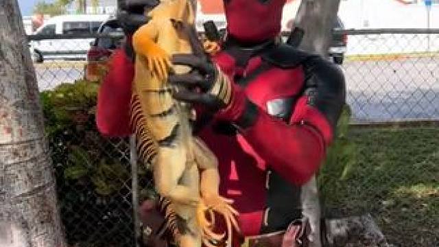 家门口捕捉鬣蜥 #国外视频分享 #野生动物零距离 #鬣蜥