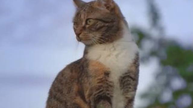 即使阴阳两隔，但因为有爱，所以人们总愿意相信“相信的力量”...#感动#泪目#萌宠#文化传播