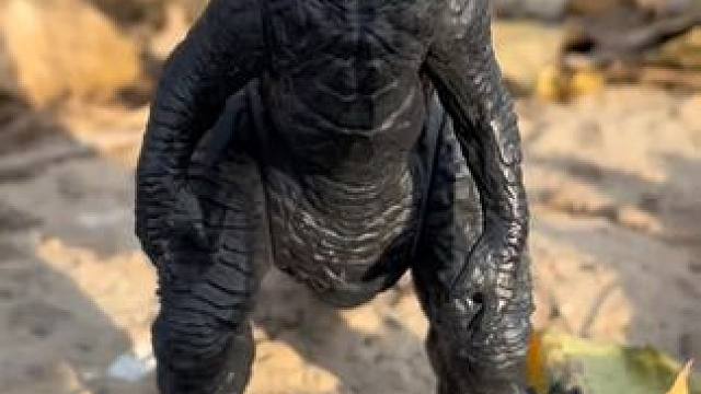 怪兽偷吃了我的辣条#奥特曼玩具 #儿童玩具 #儿童乐趣