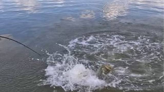 #这鱼哪个钓友看了不羡慕 #钓鱼佬除了鱼什么都能钓到