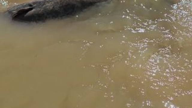 #每个钓鱼人都有个百斤巨物梦 #这鱼哪个钓友看了不羡慕 #钓鱼佬除了鱼什么都能钓到 #原来钓鱼才是抖