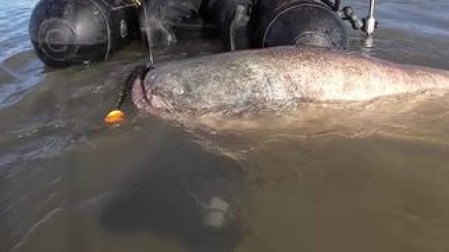 #这鱼哪个钓友看了不羡慕 #钓鱼佬除了鱼什么都能钓到 #每个钓鱼人都有个