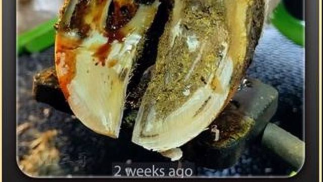 跛脚牛牛牛的后续来了，恢复的怎么样呢？#修蹄 #解压 #助眠 #治愈 #极度舒适