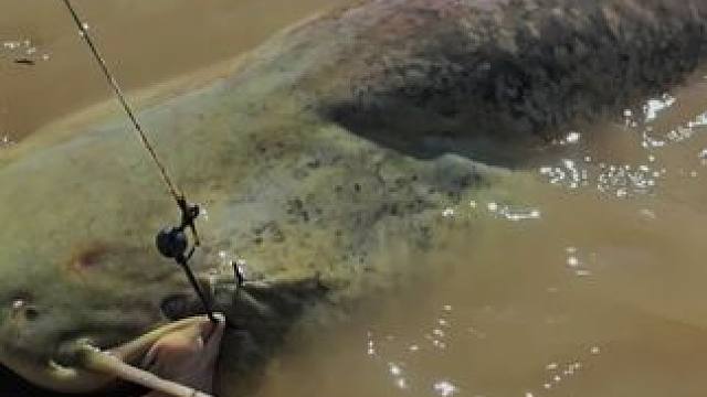 #这鱼哪个钓友看了不羡慕 #钓鱼的乐趣只有钓鱼人懂 #巨鲶 #野钓巨物