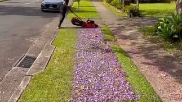 不修更好的样子 #国外视频分享 #解压 #割草机