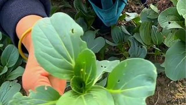 #自家菜园的新鲜蔬菜 #秀出我的菜 #这样的蔬菜见过吗 