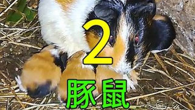 <第2/3集>豚鼠的秘密，养殖过程大开眼界 #纪录片解说