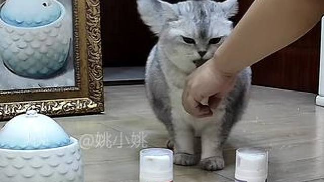 阿蛋今晚超戏精的，还起来跳土鸡蛋蛋哈哈哈 #监控下的一幕 #谁能拒绝傻憨憨的小猫咪 #萌宠出道计划 