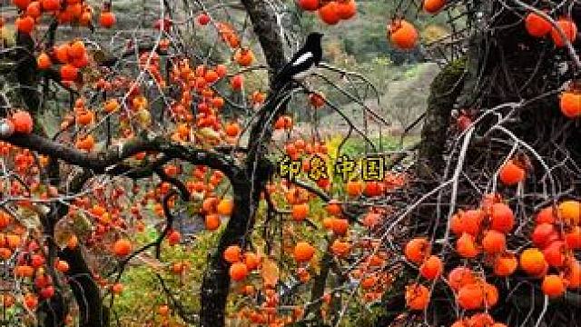 牛头山的柿子红了，遇柿者柿柿如意，万柿大吉，好柿连连#柿子红了 #乡愁记忆  #岁岁年年柿柿红 #丰