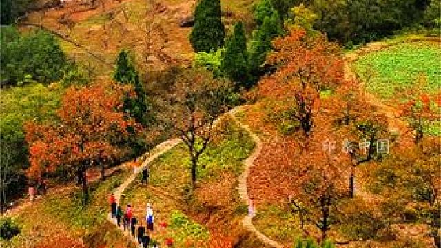 小伙伴们牛头村的柿子可以来打卡了哦#柿子红了 #古村落风景 #一帧中国·大美广元#看身边变化讲广元故