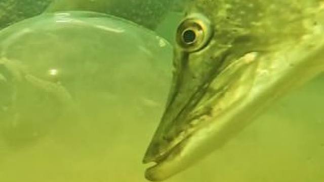 小鱼害怕极了 #国外视频分享 #大鱼吃小鱼 #水下拍摄