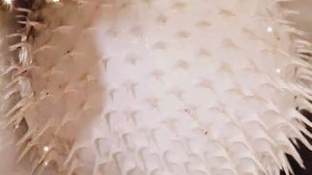 网友说没毒，我就试试！#渔猎 #刺豚 #潜水
