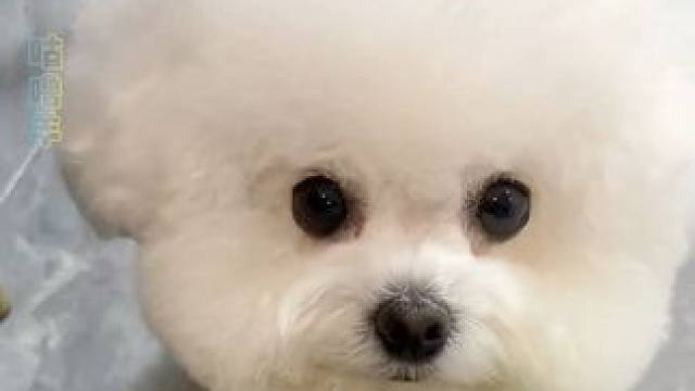 小狗不会甜言蜜语，它们的爱都在行动里#小狗#萌宠#温暖#治愈