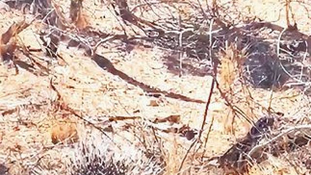 花豹袭击刺猬，结果悲剧了#花豹#动物