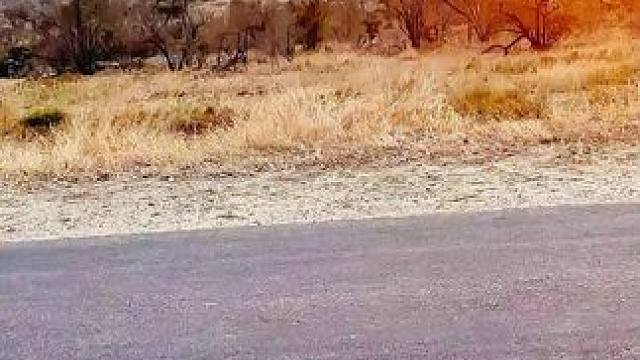 看到平头哥，小松鼠夺路而跑#动物世界