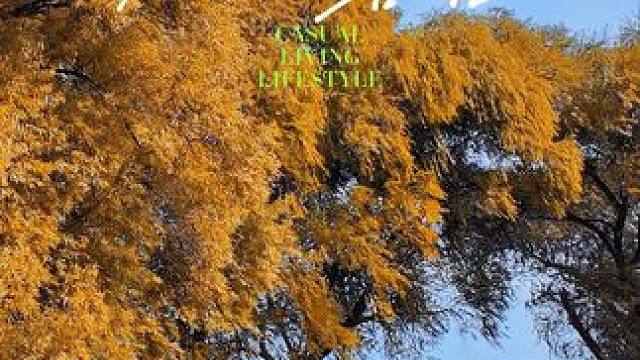 逃离城市，开启秋日的第一场野外露营～#人间烟火 #远离城市的喧嚣 #户外露营 #享受大自然 #露营日