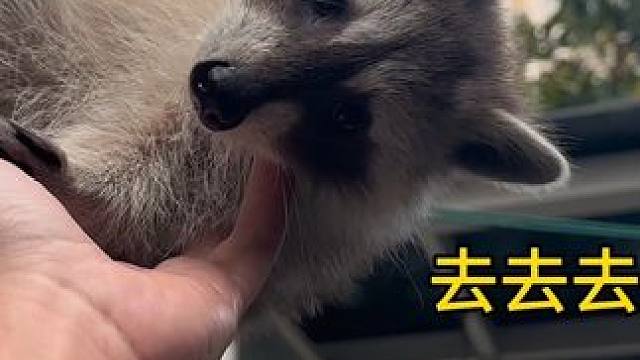 去看景点 没想到自己变成了景点 #GSB #GSB头盔