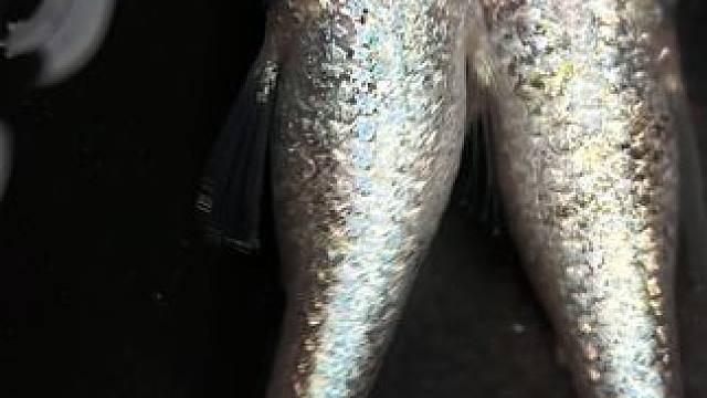 紫粉色，玉麒麟观背青鳉#观背青鳉 #养鱼日记 #观赏鱼 #冷水鱼