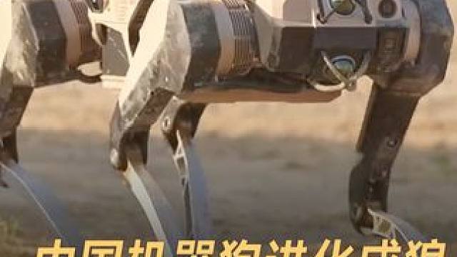 中国机器狗进化成狼，分工明确集群出击 #中国 #机器狗 #人工智能 #狼 #科技