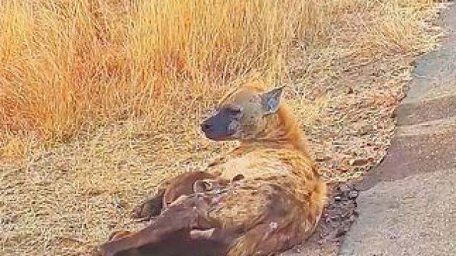 这小鬣狗真狠#鬣狗