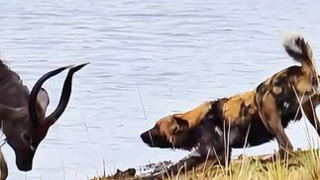 群狗围攻羚羊，河里有鳄鱼#鳄鱼#野狗#动物世界