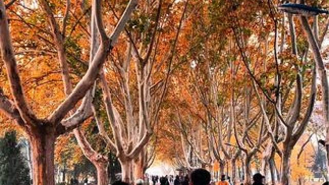 树是梧桐树，城是庄里情、这个冬天总要来一趟石家庄吧，走一走梧桐大道，感受一下石家庄的浪漫，本周已是最