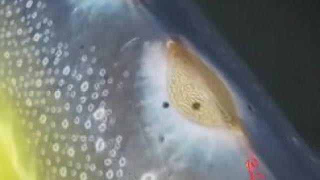 见者好运连连#这鱼哪个钓友看了不羡慕 #每个钓鱼人都有个百斤巨物梦 #祝