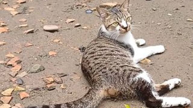 勇敢猫咪 #国外视频分享 #奇妙的动物 #宠物