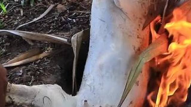 东南亚乡村美食 #我的乡村生活 #乡村生活 #记录我的农村生活 #农村美食#原始美味