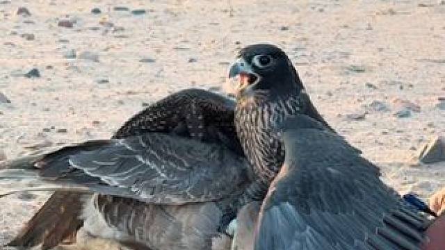 阿拉伯土豪训练宠物游隼捕食大鹅 #国外视频分享 #奇妙的动物 #宠物