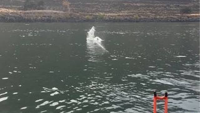 #这鱼哪个钓友看了不羡慕 #每个钓鱼人都有个百斤巨物梦 #海钓